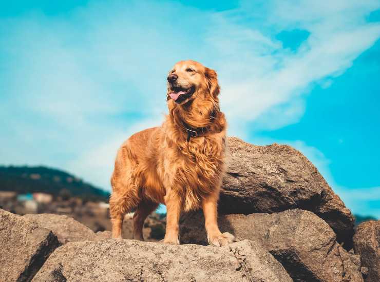 Golden retrivier